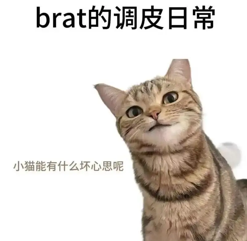 【西檬之家】K9犬系是什么？字母圈新人必看指南